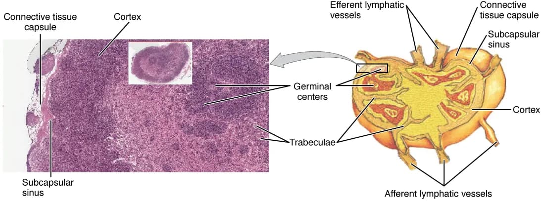Two-part illustration of a lymph node. On the right, a bean-shaped organ cut open, with lymphatic vessels entering and leaving and labels for capsule, sinus, cortex and trabeculae. On the left, a stained microscope section from the outer edge of a node, with labels for the capsule, the cortex and two darker germinal centres.