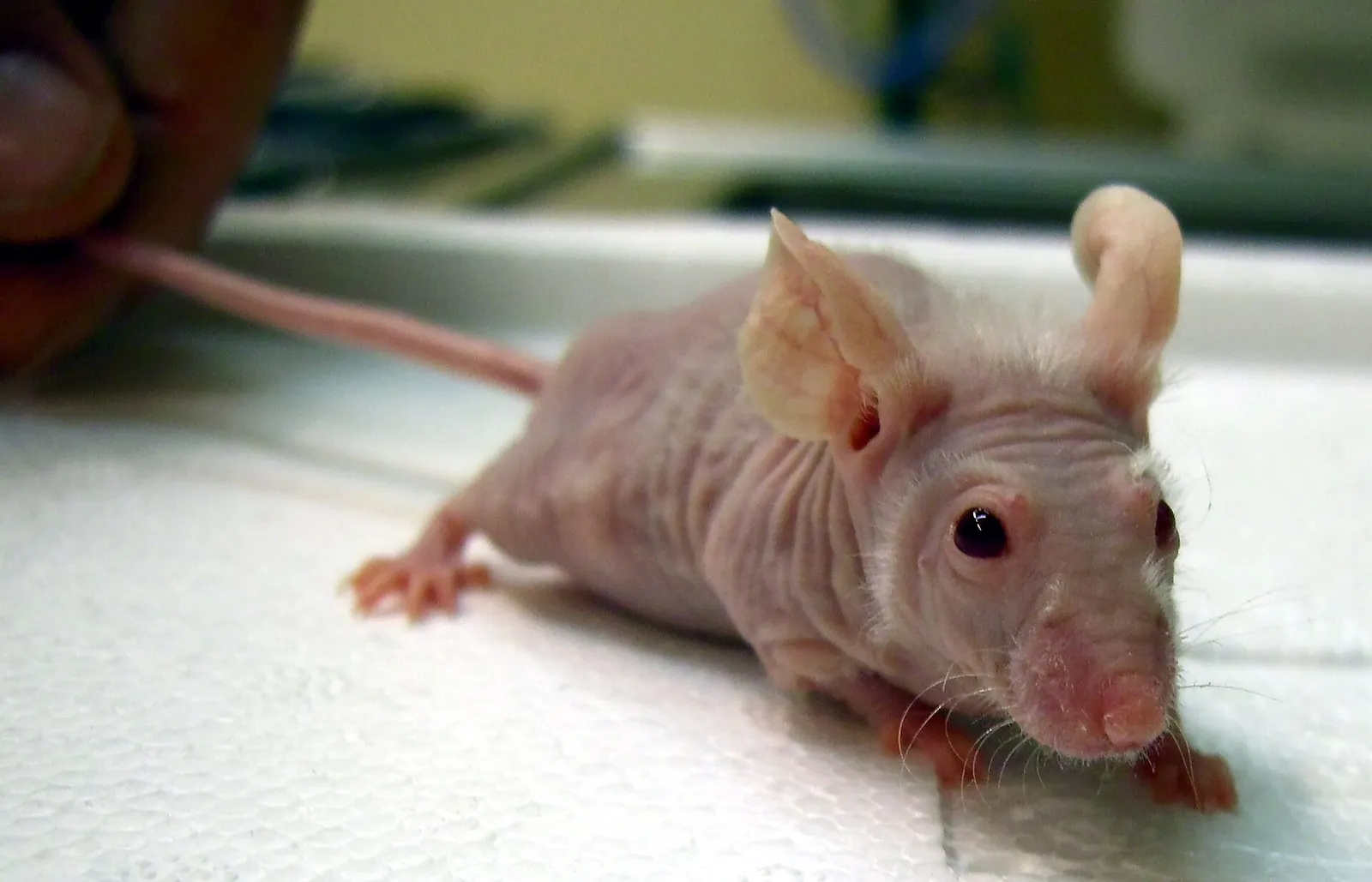 A small pink hairless mouse with large ears and dark eyes stands on a white laboratory surface, its tail held between a person's fingers.