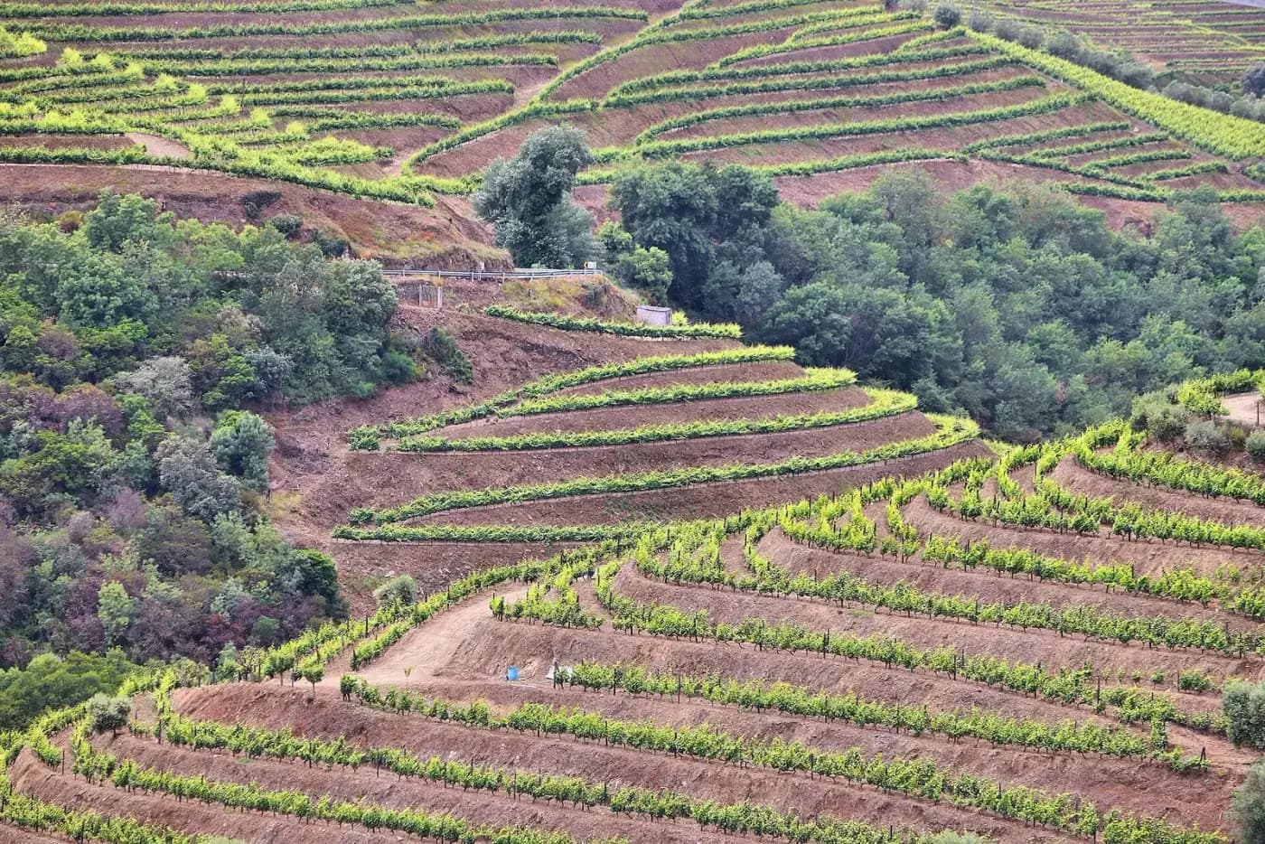 Steep hillsides cut into narrow terraces of green vines on reddish-brown soil, curving around the slope, with patches of dark woodland between them.
