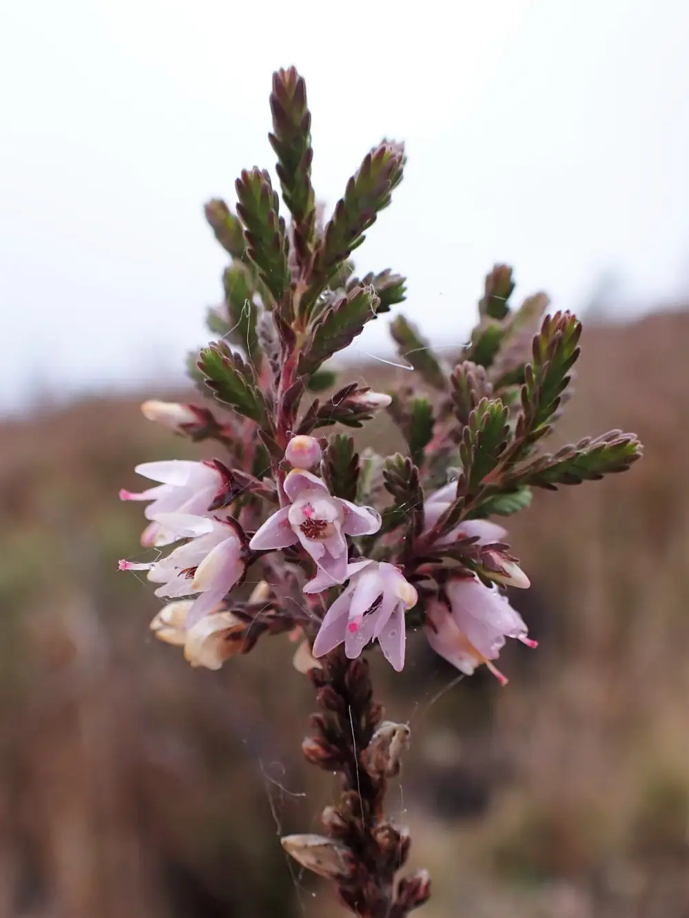 Close-up of a single sprig of heather with tiny scale-like green and reddish leaves and small pale pink flowers, against a blurred brown hillside and a white sky.