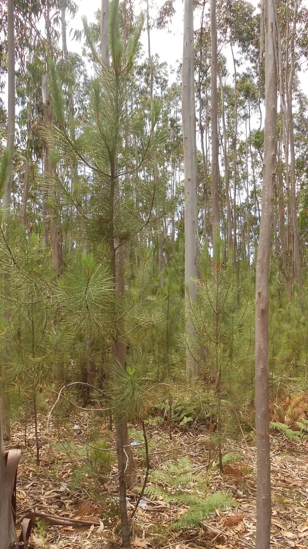 Young maritime pines with long green needles growing among tall, thin, pale-trunked eucalyptus trees, over a floor of dry bark, leaves and ferns.