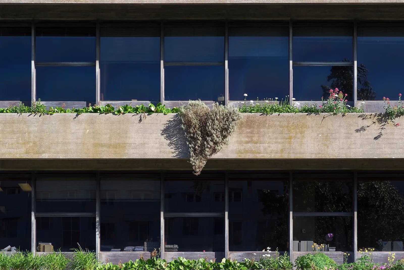 Close view of a concrete office facade: two rows of tall dark windows separated by a long concrete planter overflowing with green plants, white daisies and red valerian, one grey shrub hanging down over the edge.