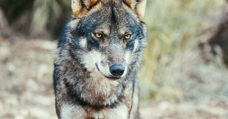 Iberian wolf: Shepherds with losses must be compensated