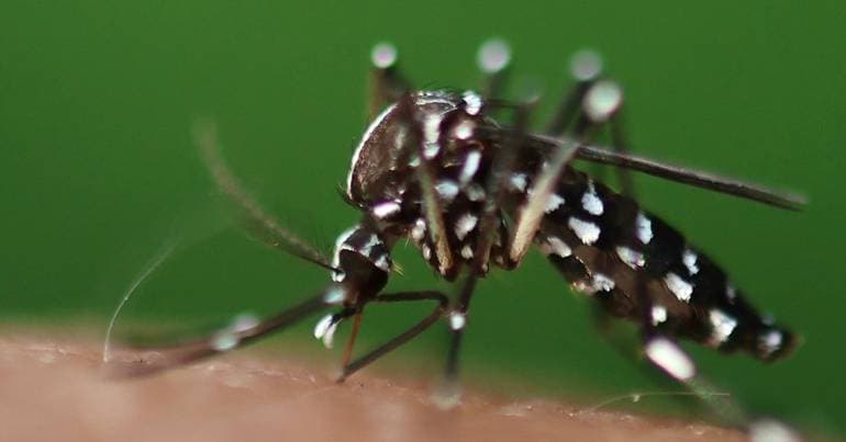Tiger mosquito detected in Braga and Amares