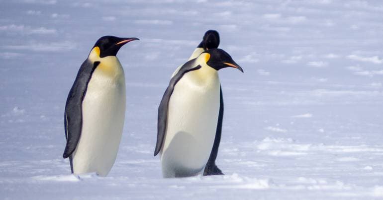 Penguins bring forward their breeding due to climate change