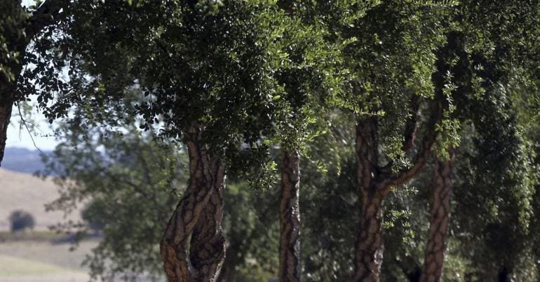 Covilhã: Quercus denounces the felling of 1,400 cork oaks