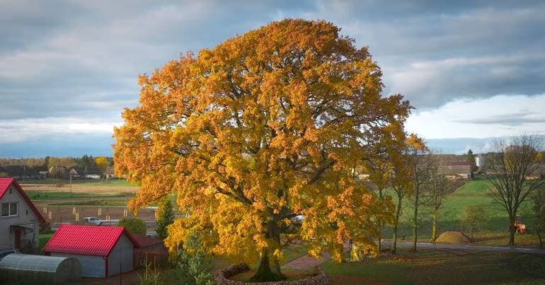 European Tree of the Year highlights Lithuanian oak