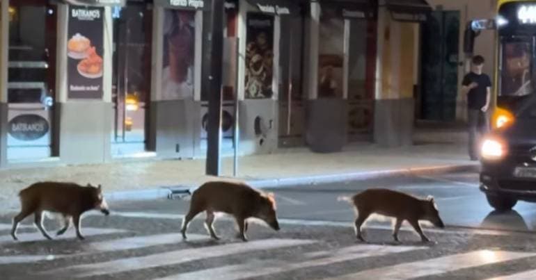 Sardoal brings together hunters and ICNF to stop wild boars