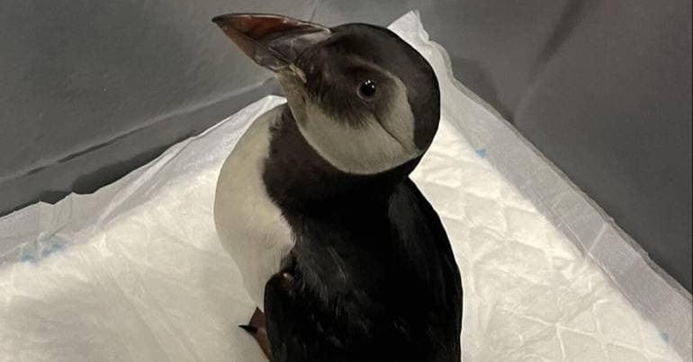 Number of animals in rehabilitation at the University of Aveiro has increased