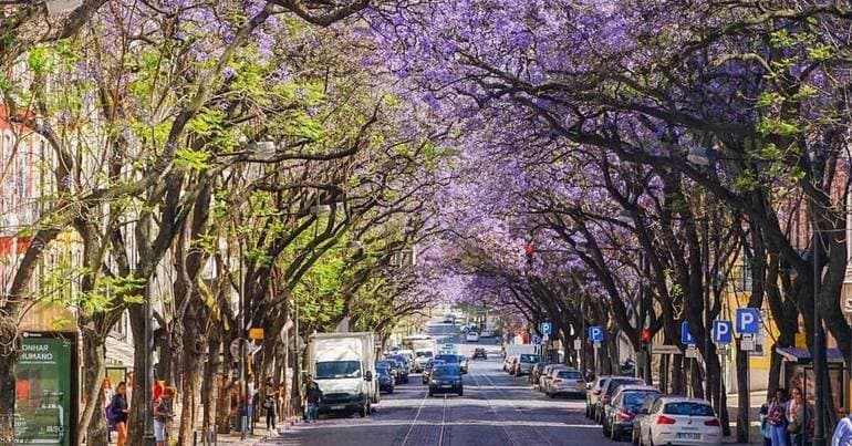 Lisbon Metropolitan Area wants to know the council's decision on jacaranda trees
