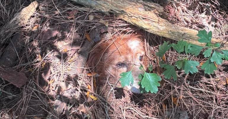 GNR rescues dog buried alive in a wooded area in Mafra