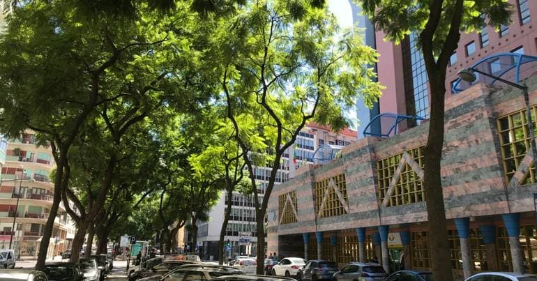City Council plans to fell two plane trees in Entrecampos