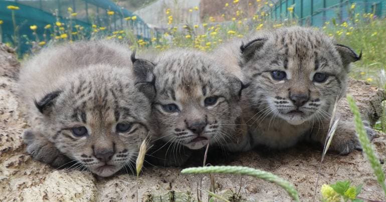 Volunteering: Vacancies at Iberian lynx breeding centre