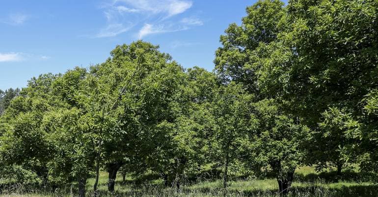Forest certification can favour biodiversity