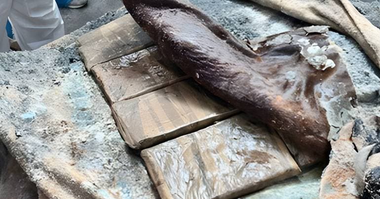 GNR seizes 183,000 doses of cocaine in Grândola