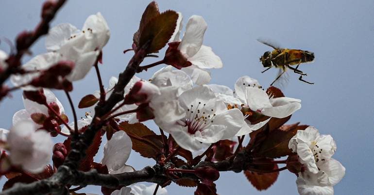 High pollen concentration until the end of the month