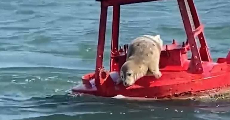 What is a North Sea seal doing in the Ria Formosa?
