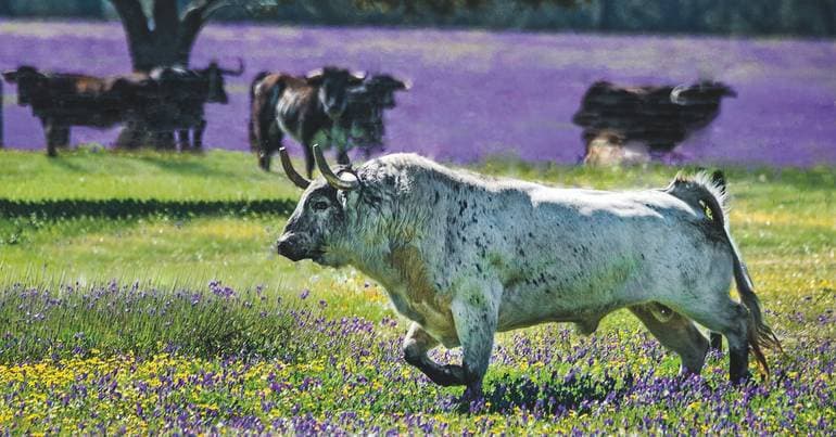 The fighting bull of Galeana