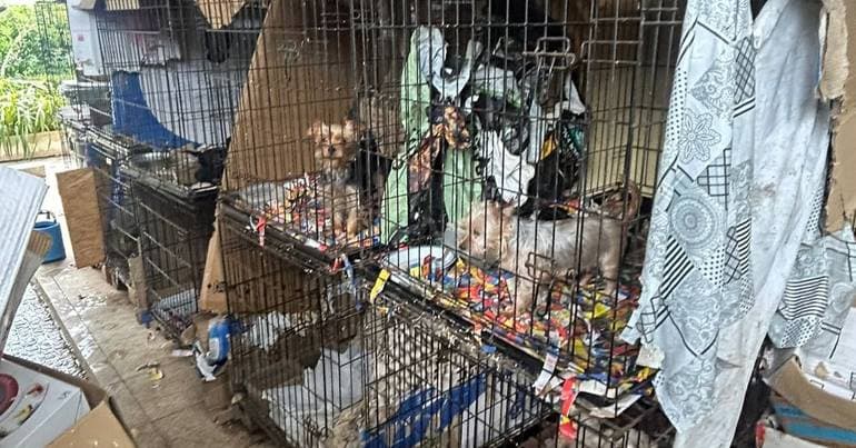 Woman named as formal suspect for animal abuse following rescue of 250 dogs