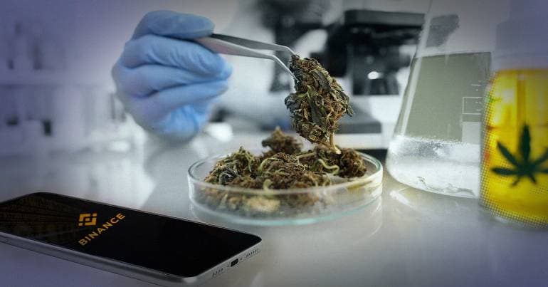 How a fake medicinal cannabis network deceived Infarmed