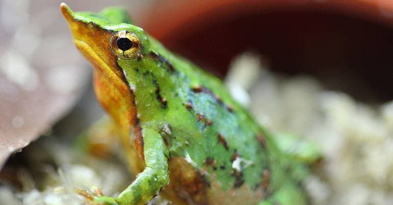 Common toad at risk due to rising temperatures