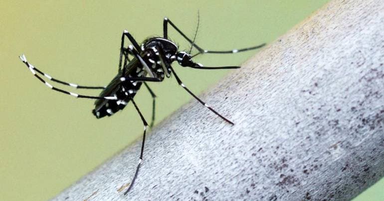 Portugal assessed at high Chikungunya transmission risk