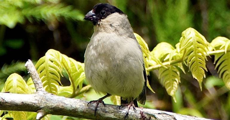 Priolo maintains stable population of approximately 1,000 birds