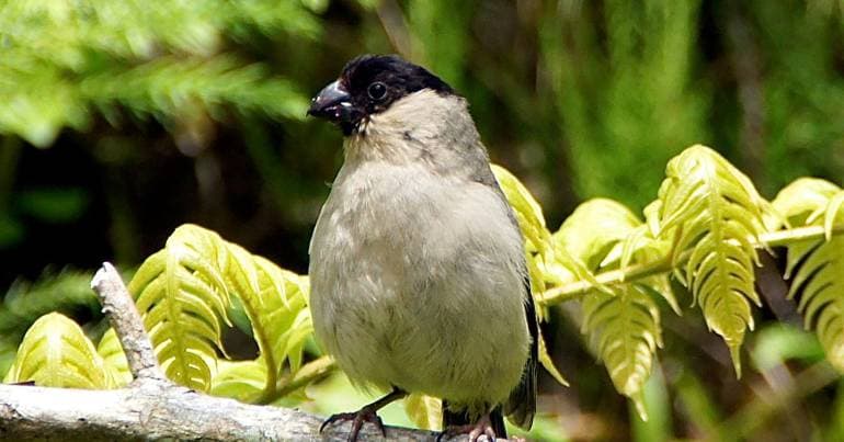 University of Lisbon helps preserve the Azores bullfinch