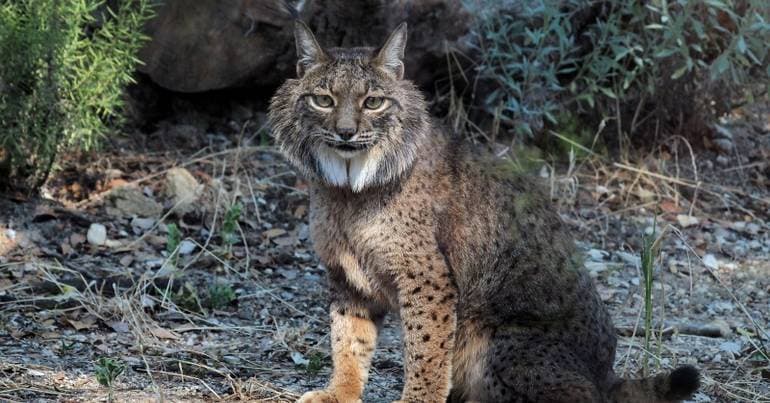 Iberian lynx: Serra da Malcata to have reintroduction project