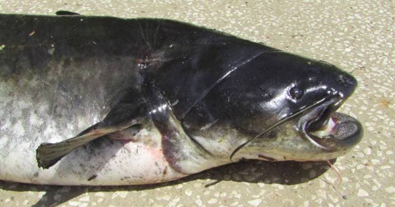 Operation in the Tagus removes 2.3 tonnes of wels catfish