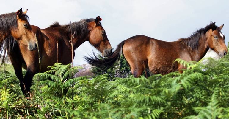 Garrano horses may account for 80% of the Iberian wolf's diet