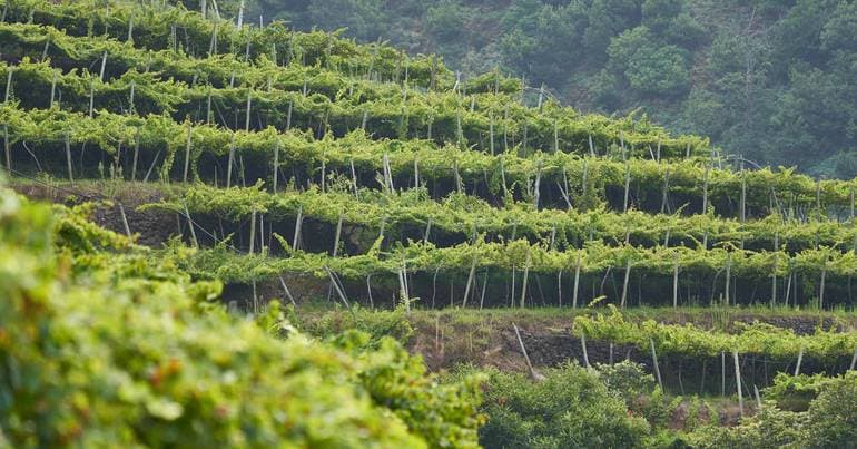 Wine. Azores forecast a normal year for production and quality