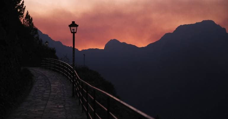 Livestock to curb forest fires in Funchal