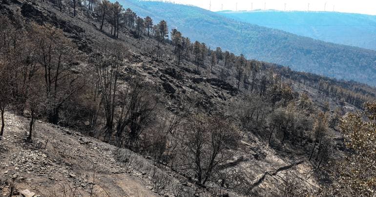 City Council expects agreement with Ikea to reforest Serra da Lousã