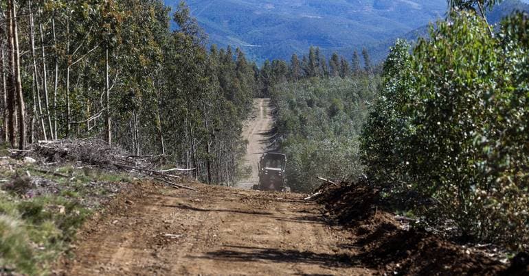 Bad weather. PSD presents proposals regarding the Leiria forest