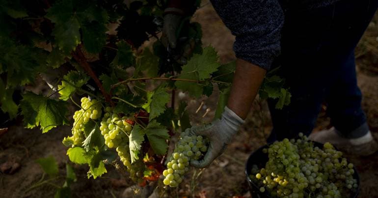 12 million for Douro winegrowers without buyers