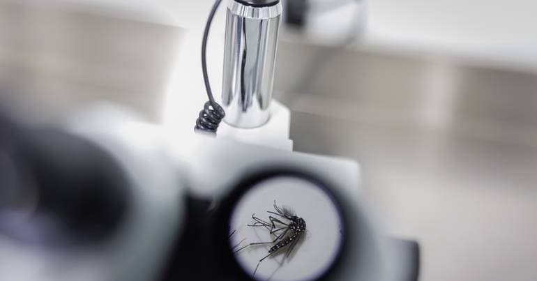 Dengue-transmitting mosquito detected in Castelo Branco