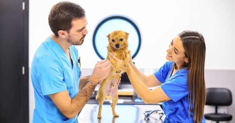Veterinarians submit petition to lower VAT