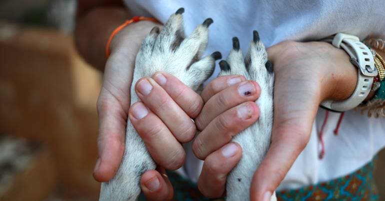 Lawyers in dead animal case call for convictions