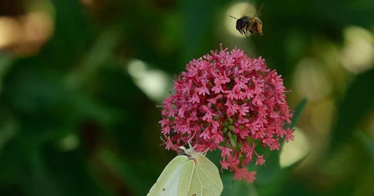 High pollen alert on the mainland until 25 June