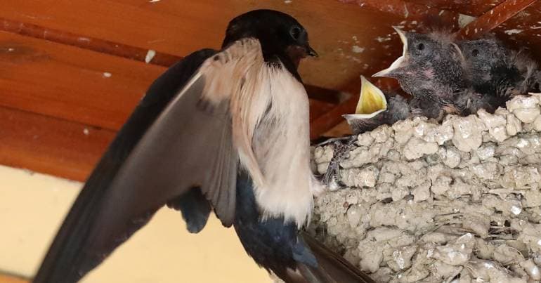 ICNF receives requests to remove swallow nests