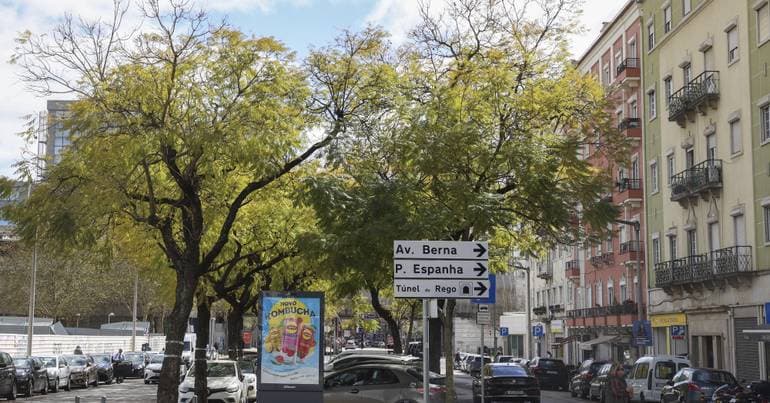 PAN denounces the felling of jacaranda trees on 5 de Outubro Avenue