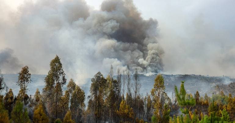 Man arrested by the GNR for forest fire crime in Resende