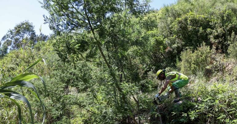 Heat: Barreiro Civil Protection closes Mata da Machada