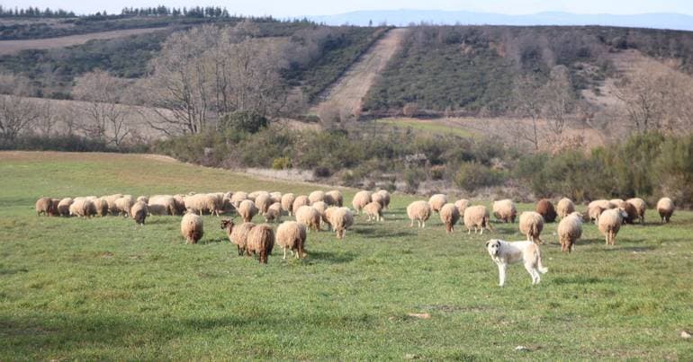 Environmentalists criticise EC plans for livestock farming