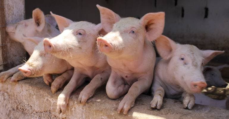 Pig farming company fined 350,000 euros