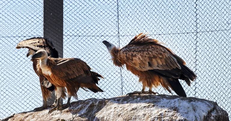 1,180 wild animals received at recovery centres
