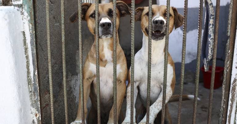 40,000 animals collected per year and shelters overcrowded