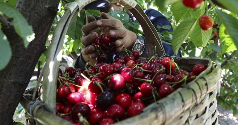 BIOsCherry project aims to increase cherry quality