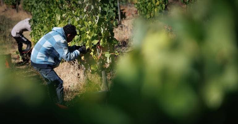 Human trafficking affects more migrants in agriculture